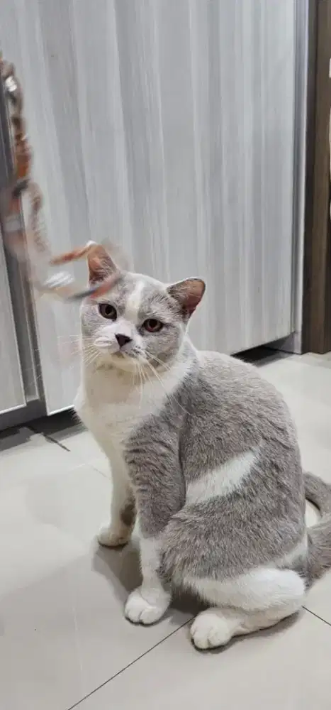 British shorthair betina Lilac bicolor