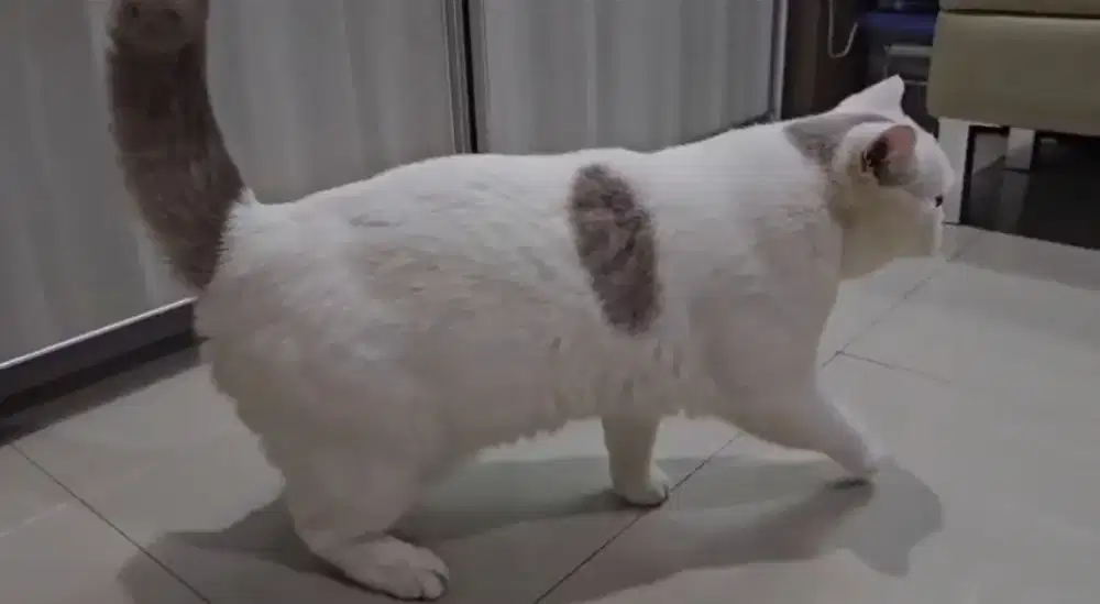 British shorthair fawn harlequen