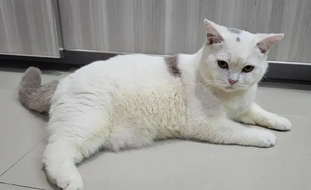 British shorthair fawn harlequen