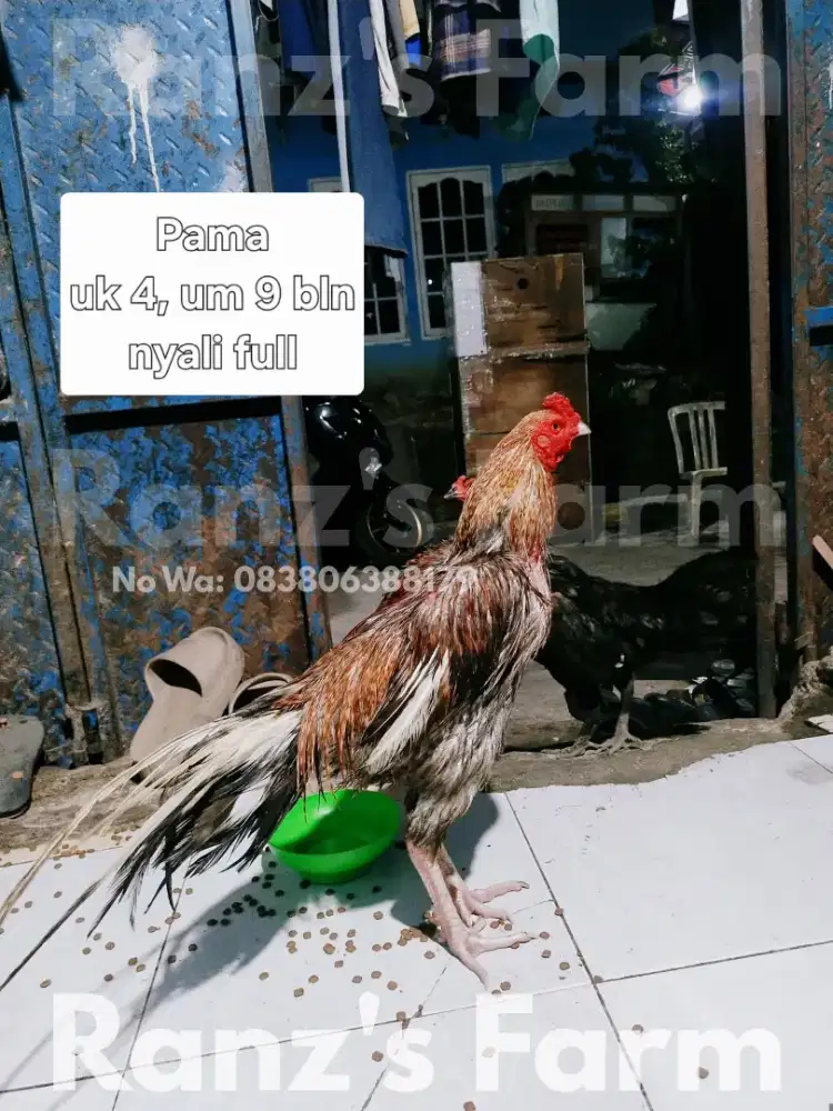 Ayam bangkok pama jali