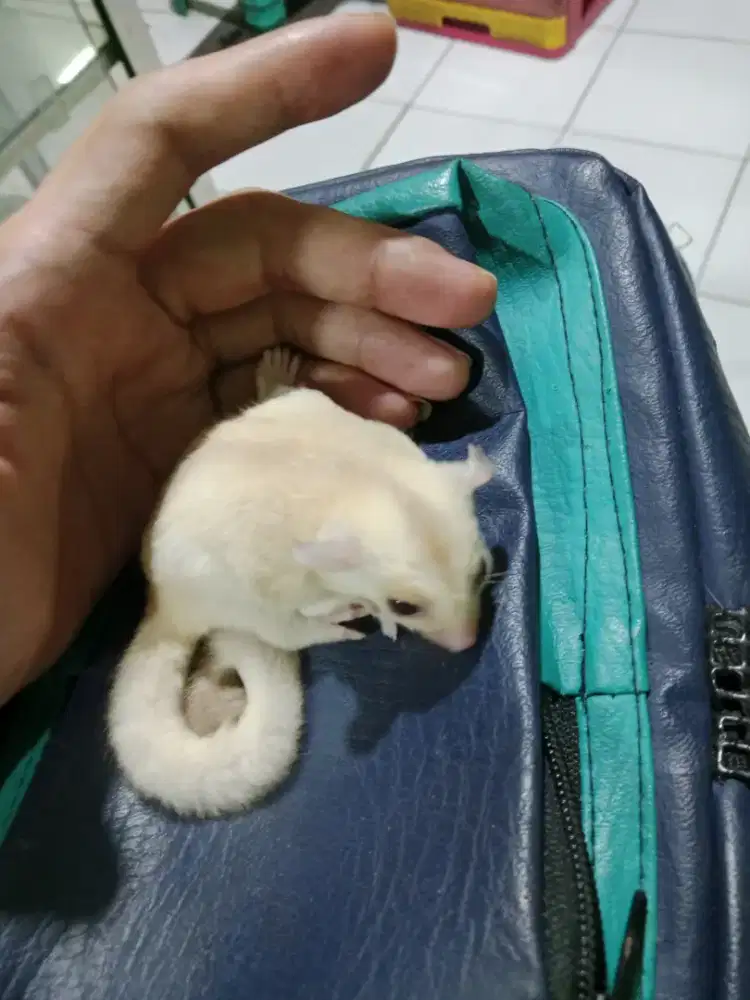 Sugar glider creamino jantan betina