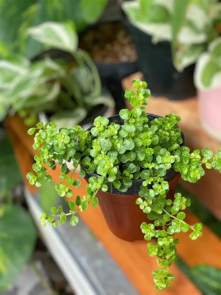 Tanaman hias menjuntai