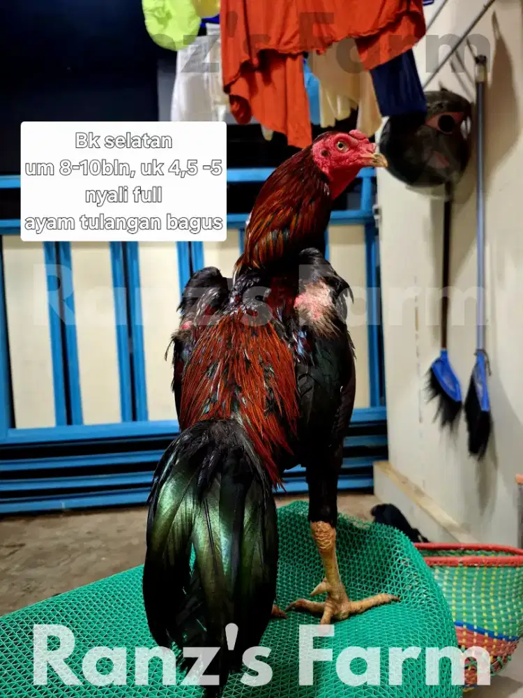 Ayam bangkok selatan