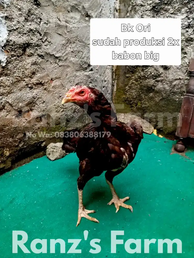 Ayam bangkok bk ori