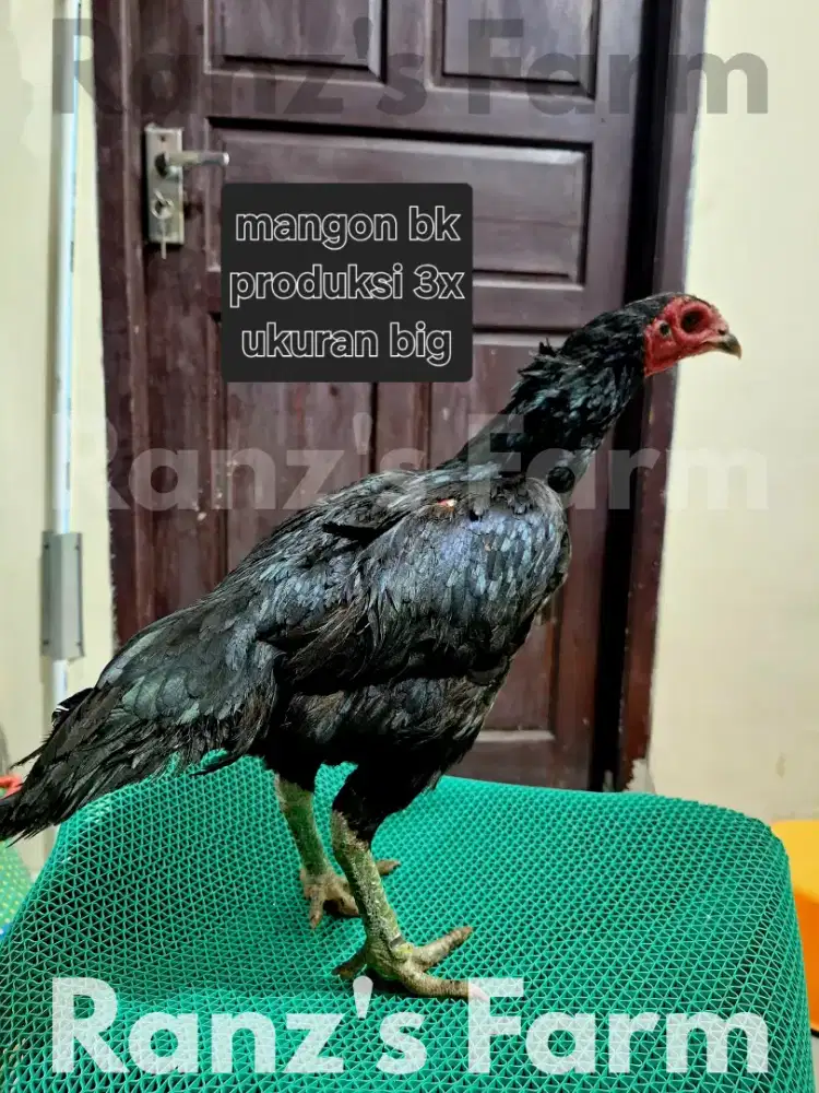 Ayam bangkok betina mangon