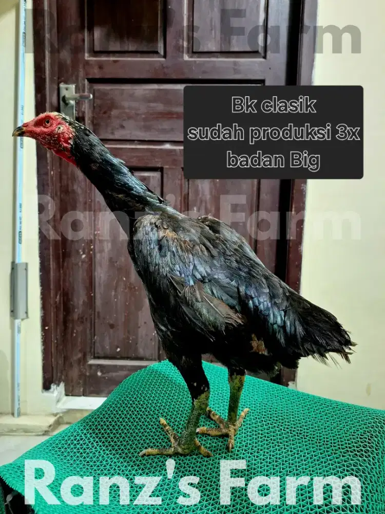 Ayam bangkok betina klasik
