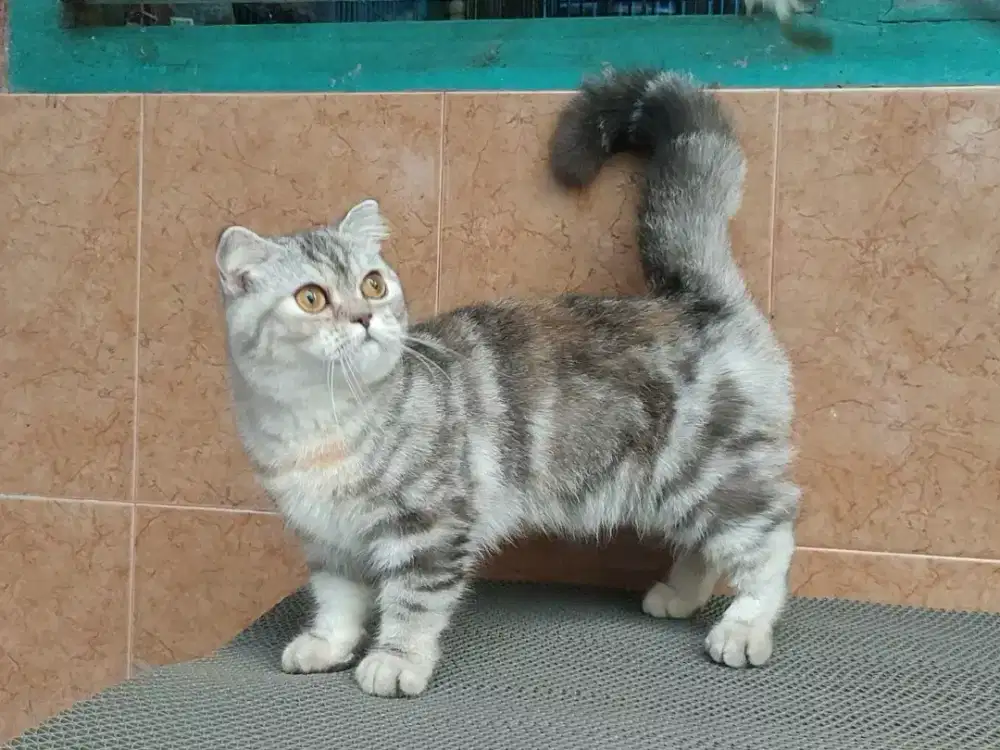 Kucing Munchkin gaelic fold betina