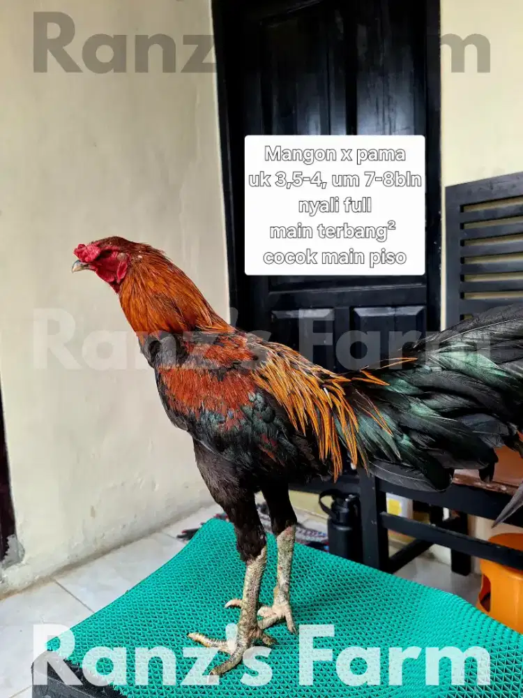 Ayam bangkok pamangon