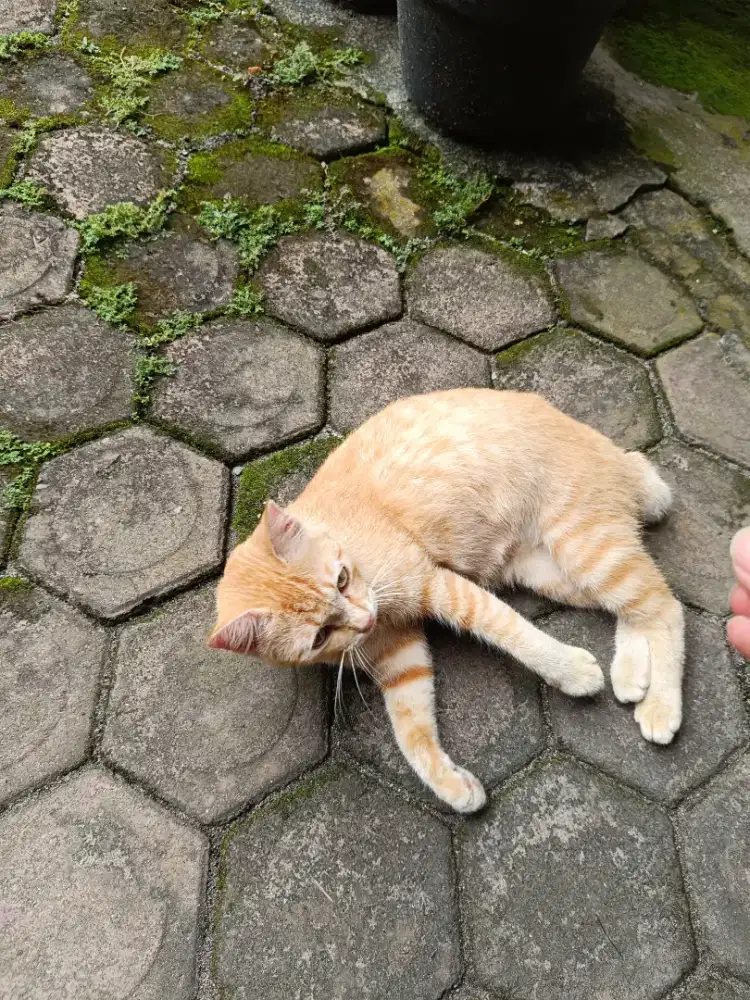 Kucing kampung Blaster anggora betina