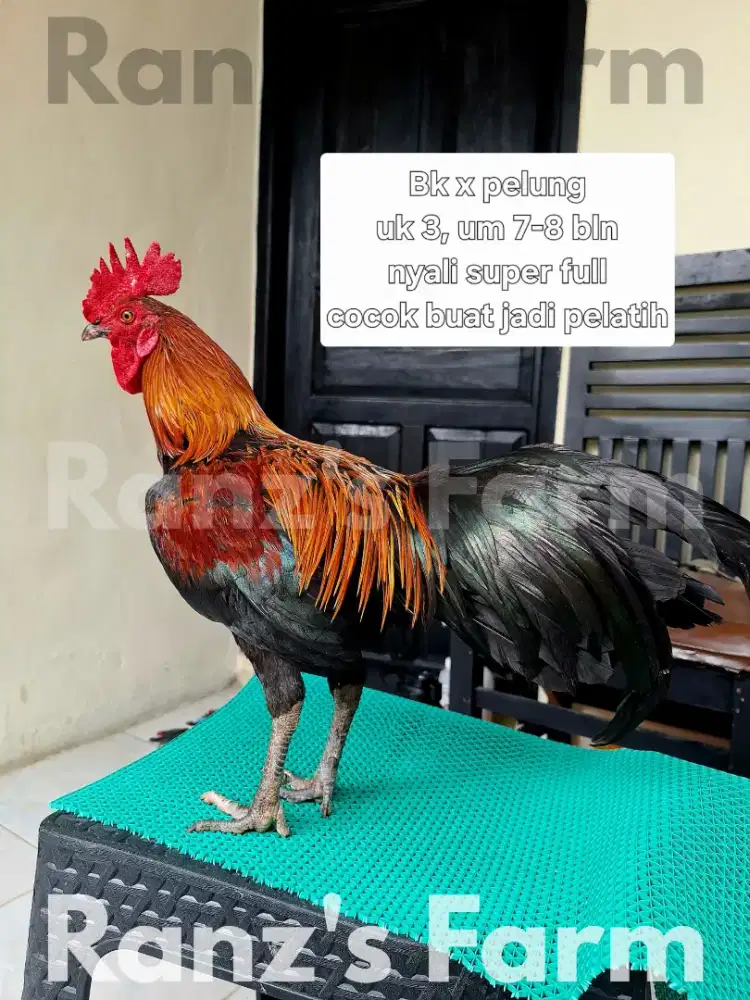 Ayam bangkok pelung x bangkok