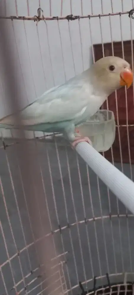 Lovebird pf blue