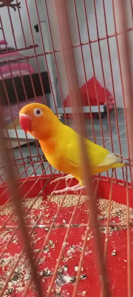 Lovebird lutino mata merah