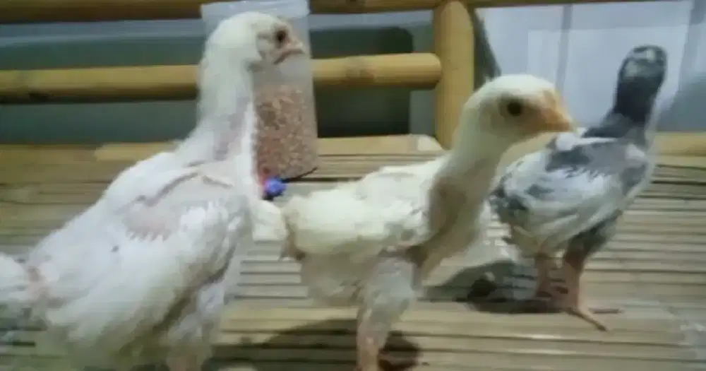 Ayam Pelung Putih Umur Sebulan