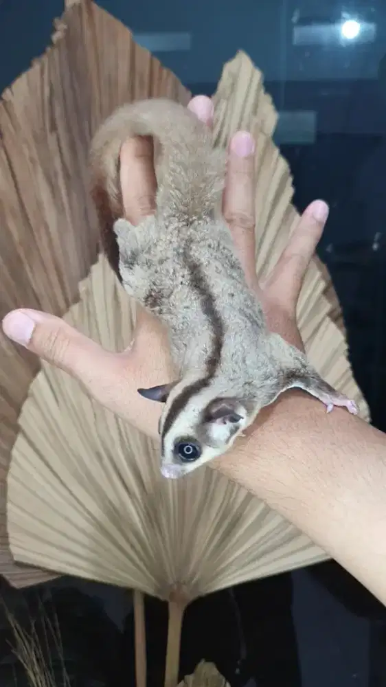 Sugarglider clasik indukan