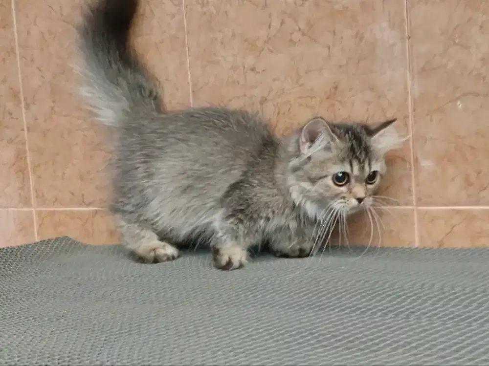 Kitten Munchkin golden betina