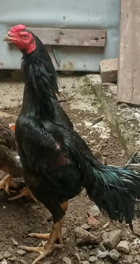 Ayam bangkok rawatan dari kecil indukan trah juara
