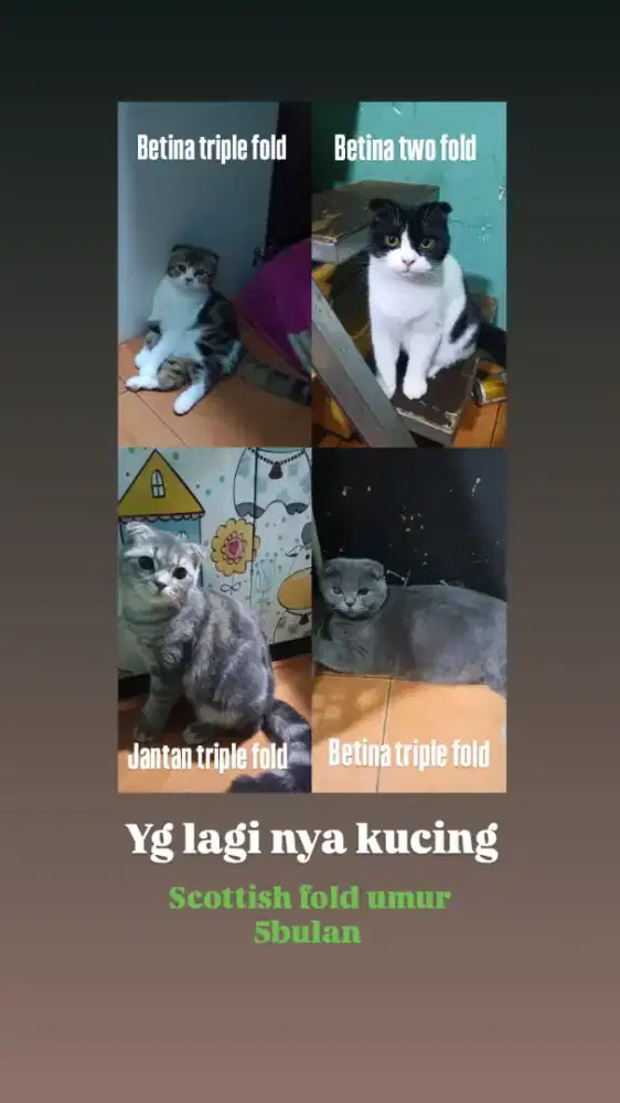 Kucing Scottish fold