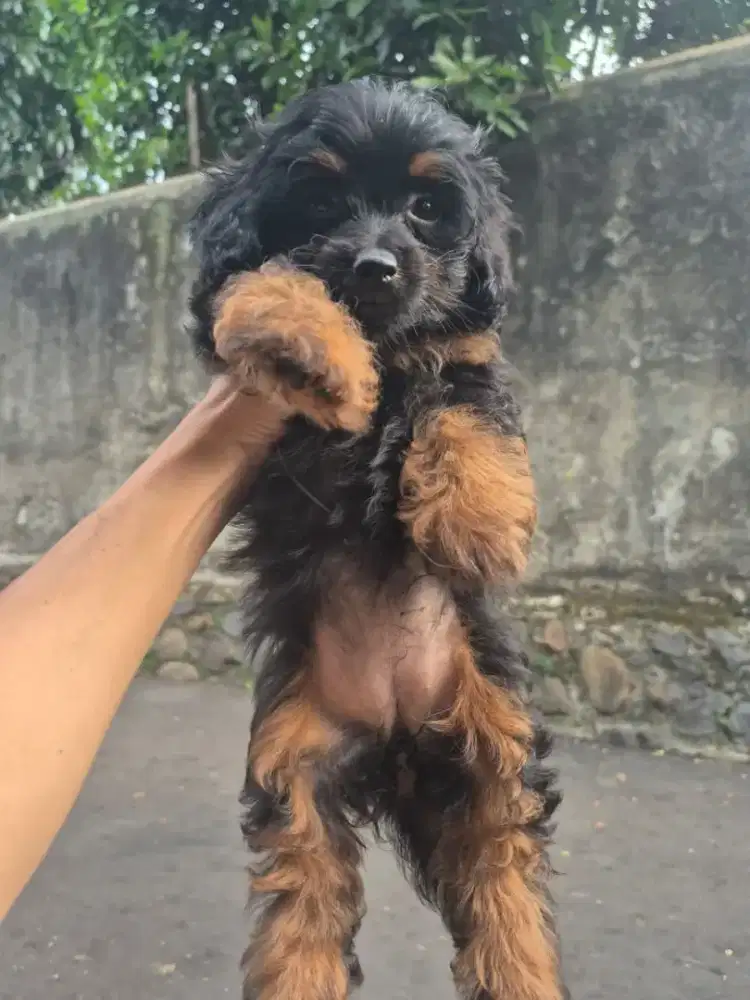 Sale! Anakan poodle mix sihtzu!