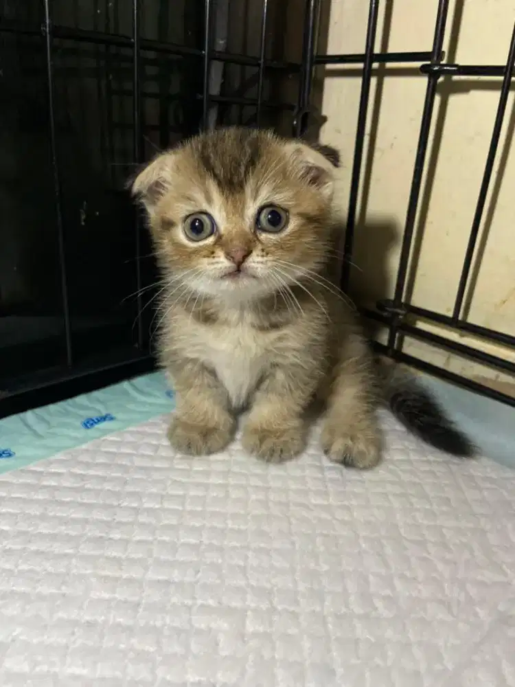 Kucing Munchkin Fold