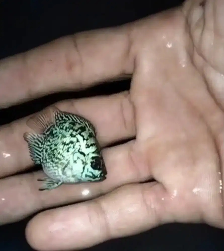 Louhan bonsai size 2 cm