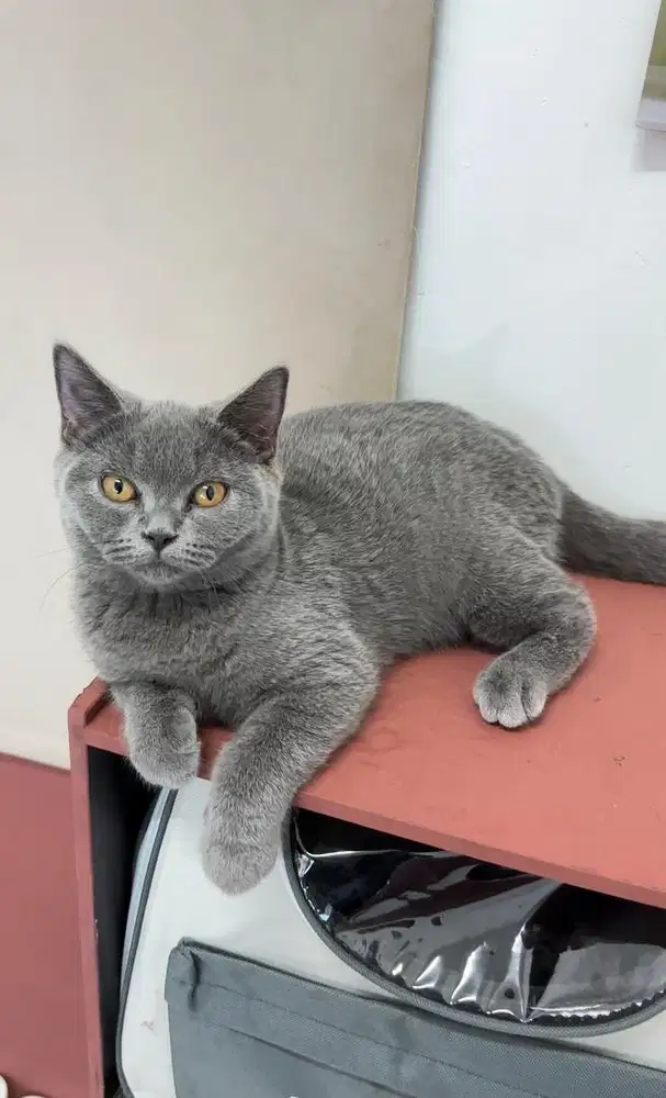 British shorthair betina