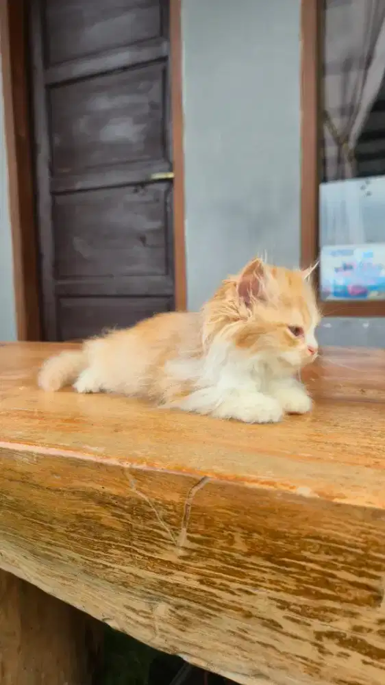 Kitten 2,5 bulan