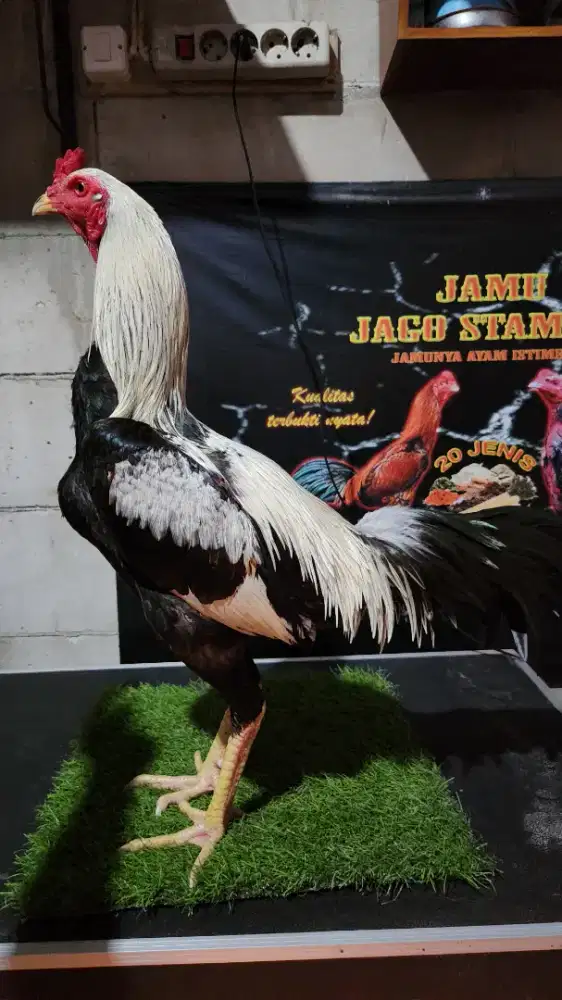 Ayam bangkok pamangon sl0t t4mpar kuda lari bervideo