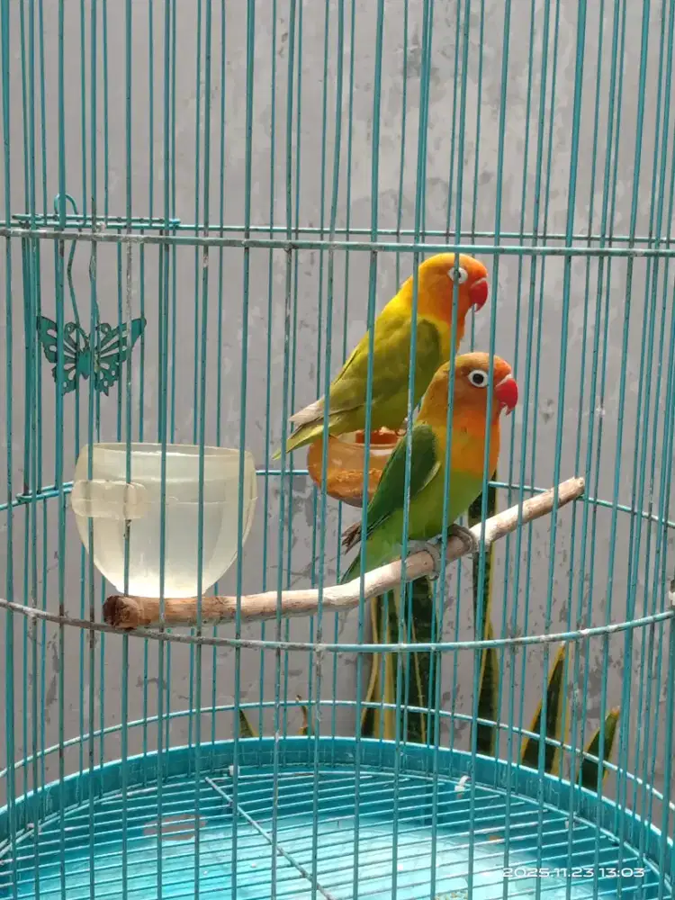 Jual Lovebird Hijau