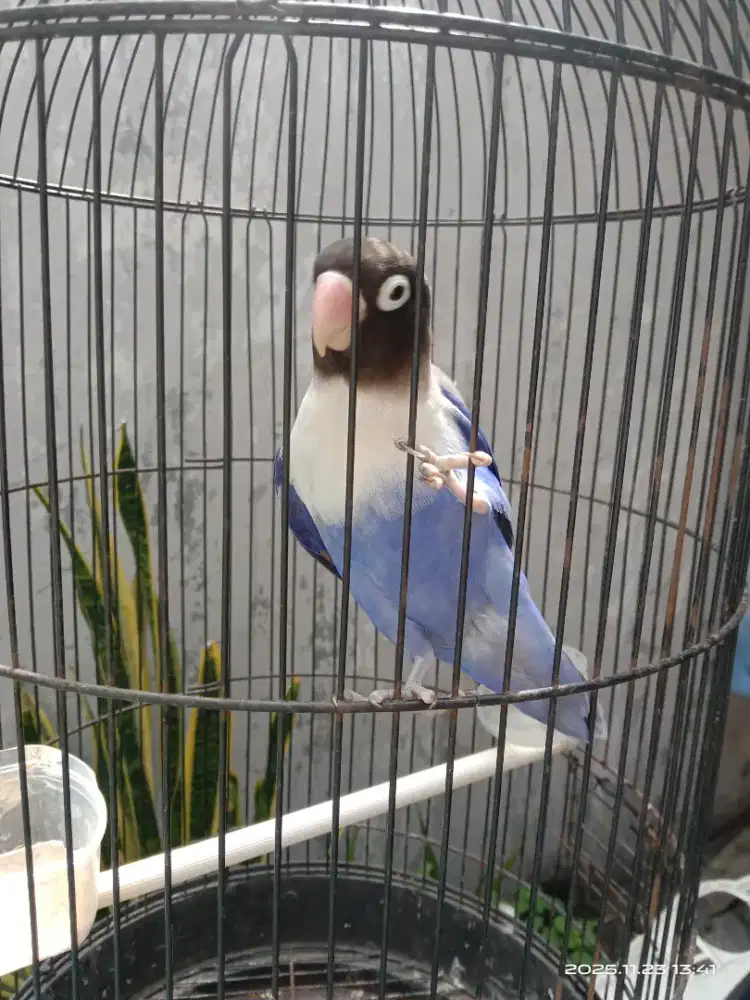 Jual sepasang Lovebird sak kandange