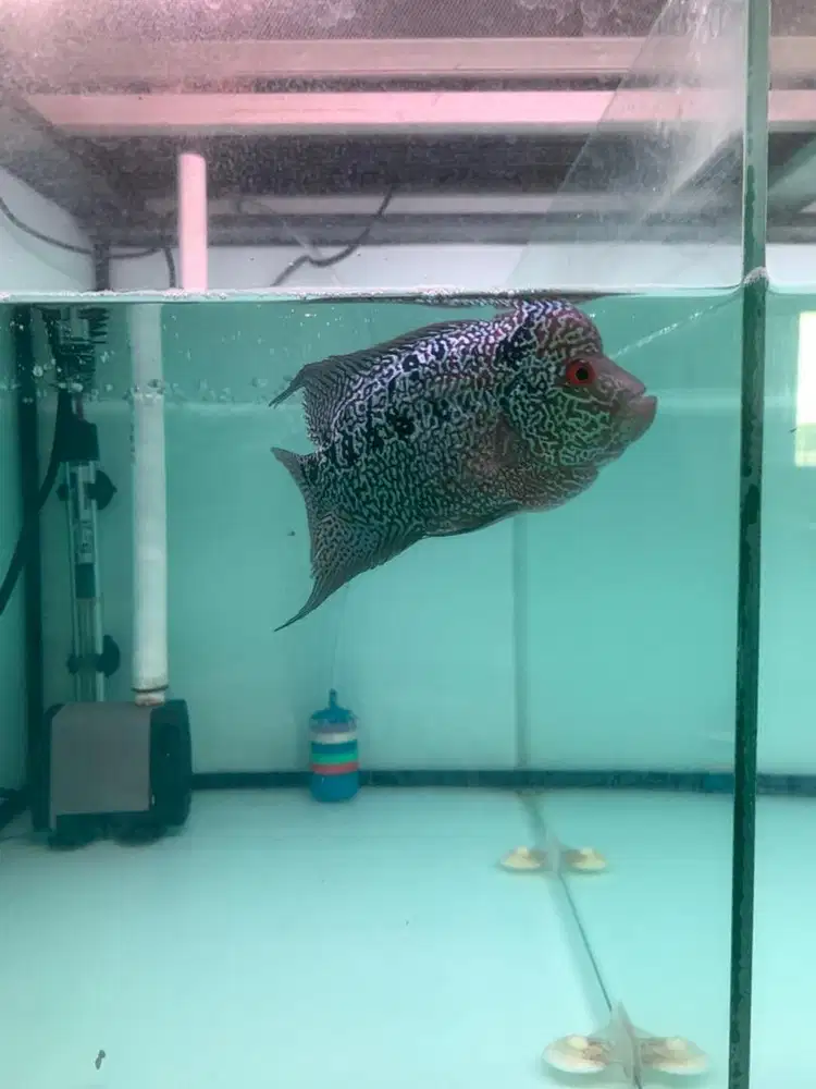 LOUHAN CENCU  UKURAN 15cm an