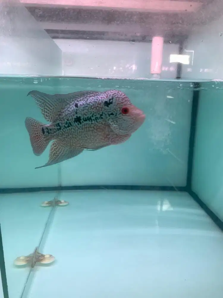 LOUHAN CENCU MUTIARA SHINING