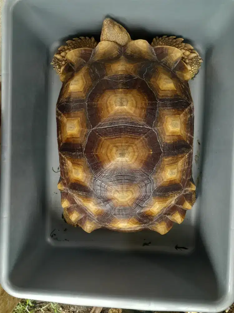 Sulcata betina size 46cm