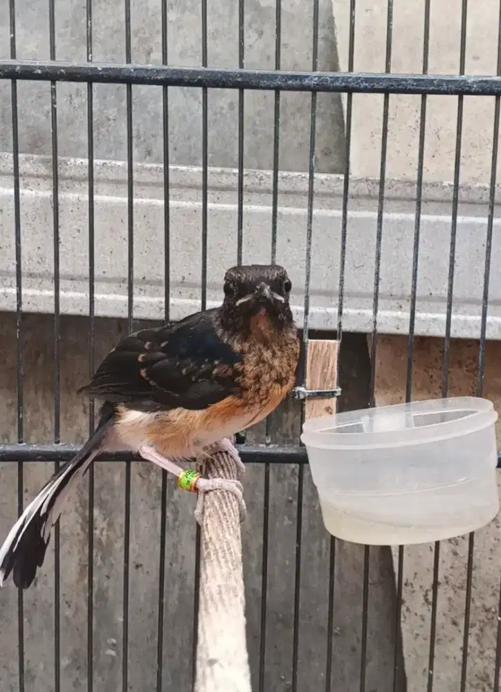 Trotolan murai batu medan trahan