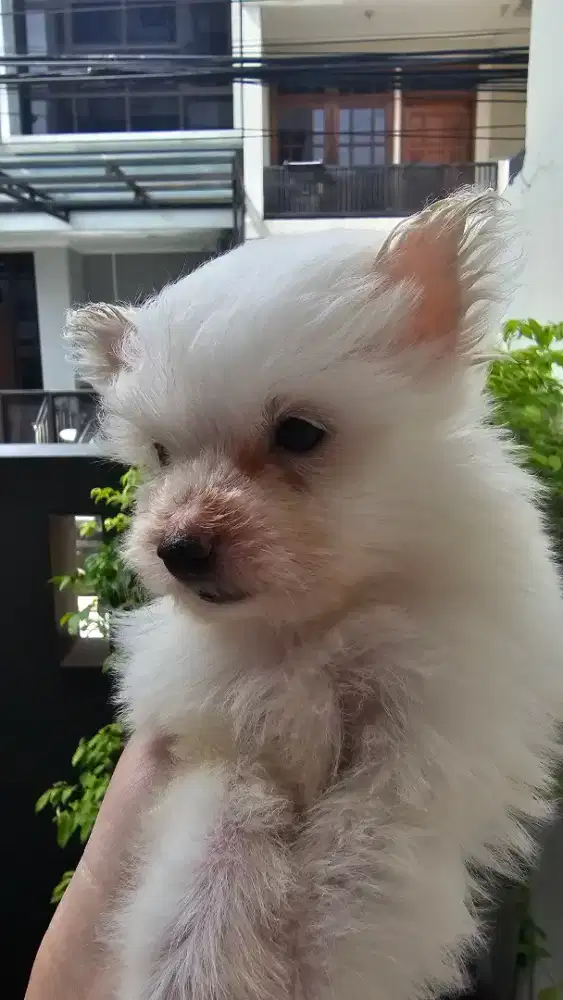 Pom mix poodle putih pomapoo anak anjing /puppies 1.5 bulan sunter