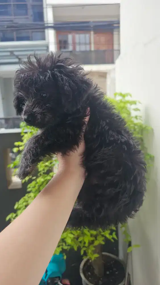 Anak anjing / puppies poodle X Corgi mix sunter