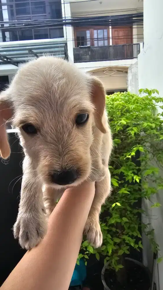 Anak anjing / puppies poodle X Corgi mix sunter