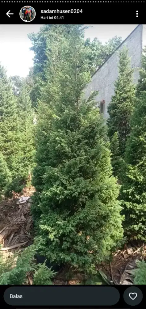 Cemara natal cocok untuk dekorasi taman