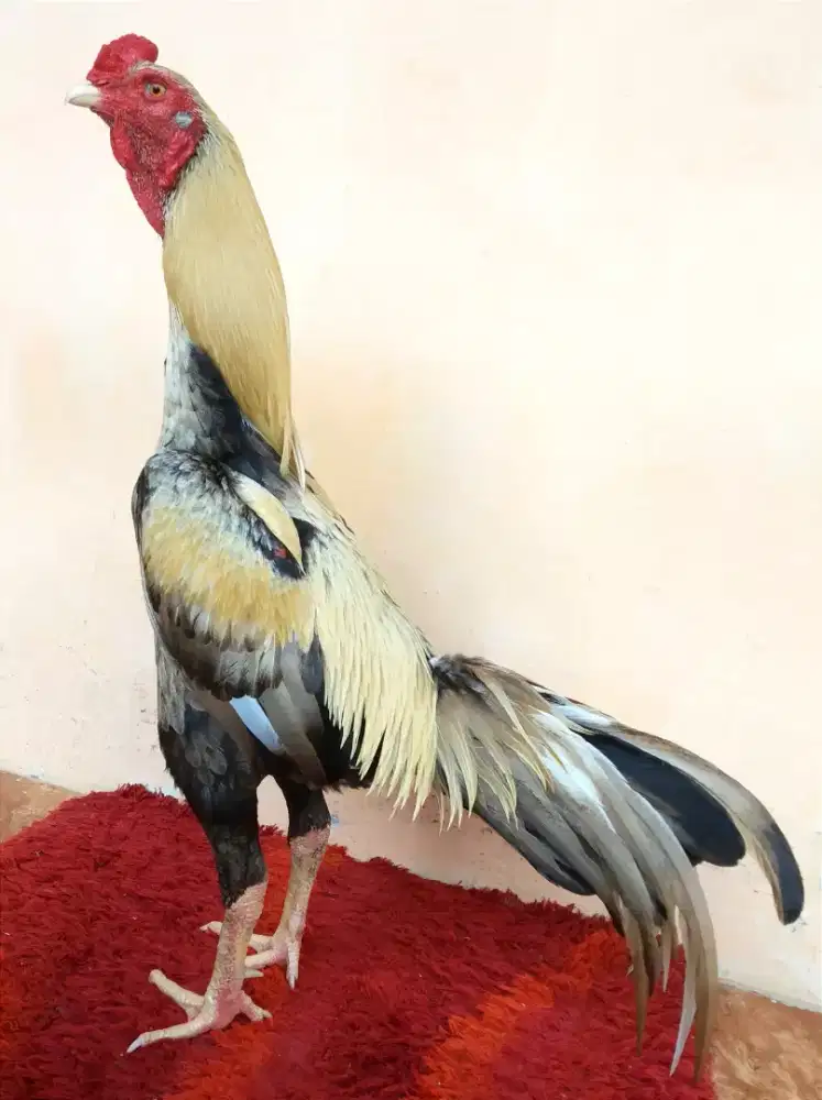 Ayam Line Bk Classic, Umur 1 Tahun, Ukuran 4,5 Tulang Kasar + Mewah