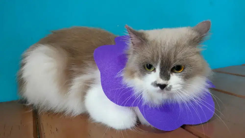 Kucing Persia Himalaya Betina Lucu Penurut Sehat