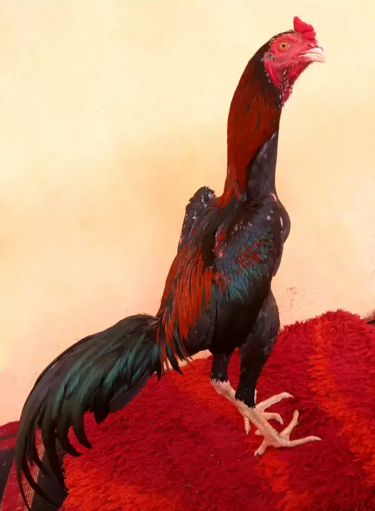 Ayam Line Khoytrad, Umur 7/8 Bulan, Ukuran 4,5 Tulang Kasar + Mewah