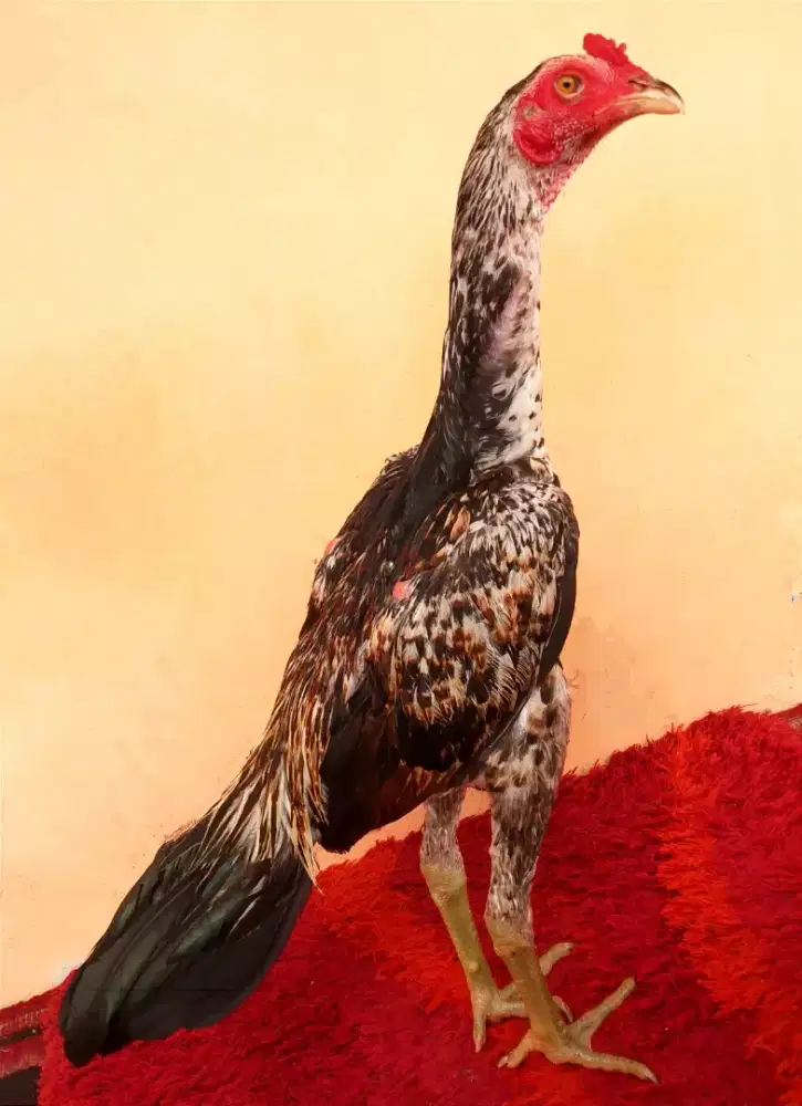 Ayam Bulbie Line Magon, Umur 4 Bulan + Sangat Mewah