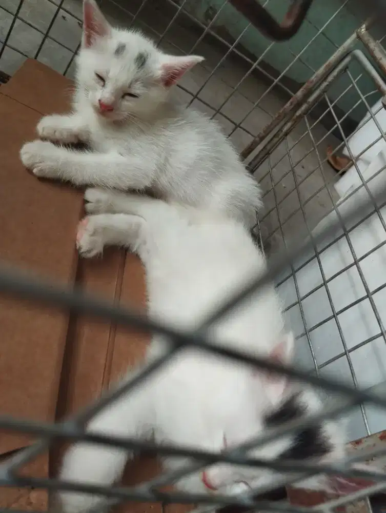 Anakan kucing warna putih