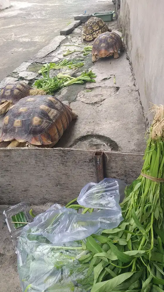 Kura kura darat sulcata jantan dan betina