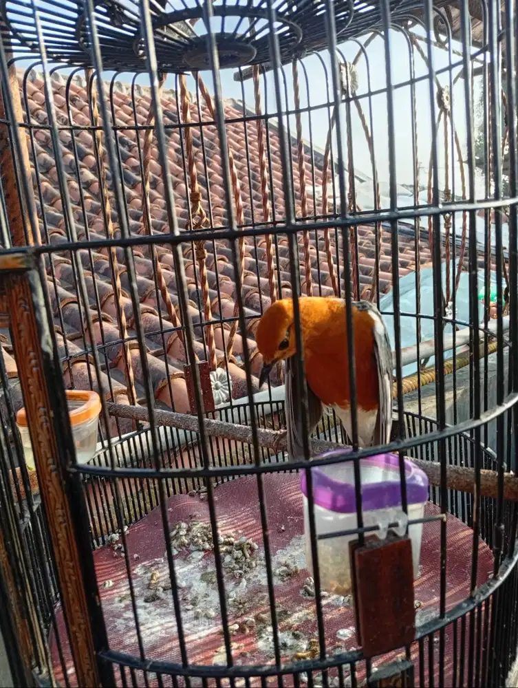 Anis Merah Gacor Teler