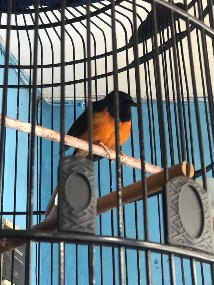 jual murai pastol baru kelar mabung