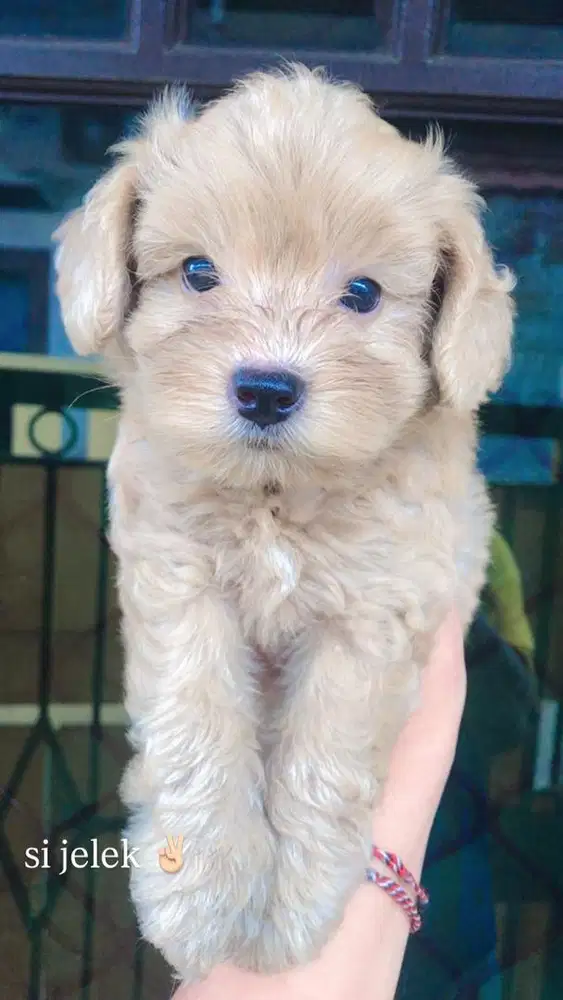 mix schanuzer x poodle