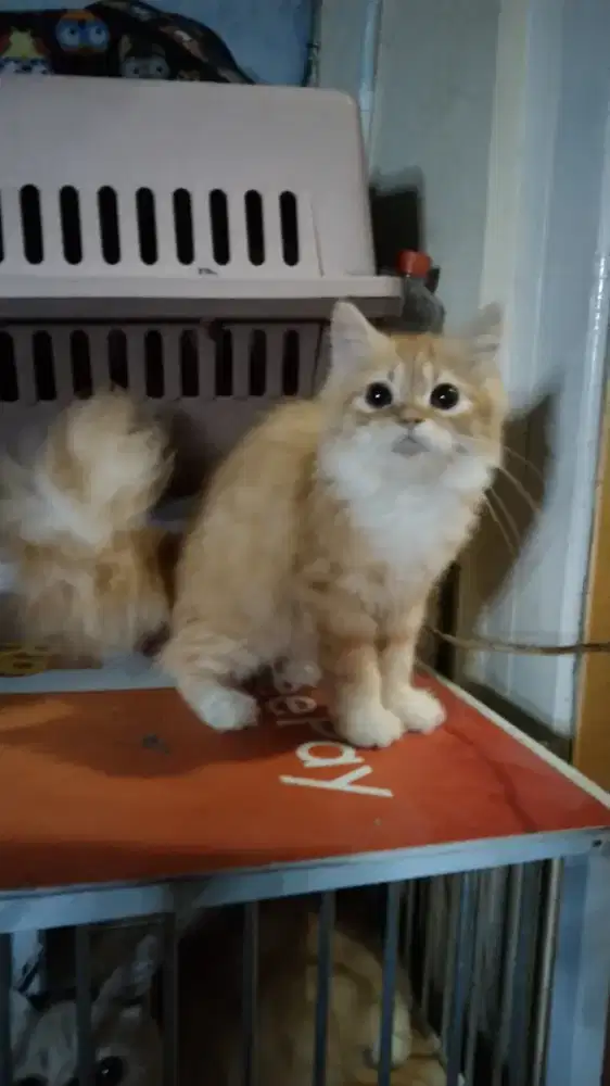 Kitten Persia Oyen Jantan