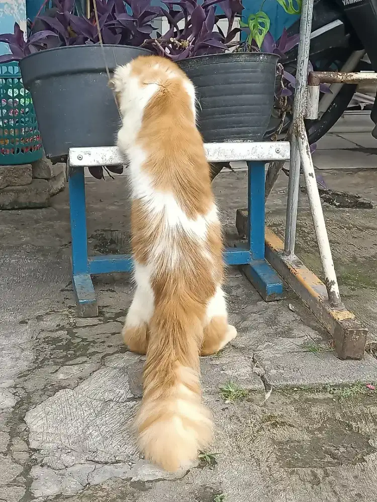 Kitten Usia 4bln jantan