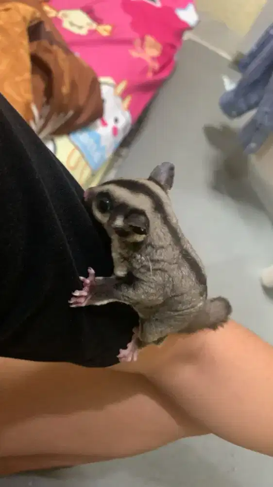 jual sugar glider betina