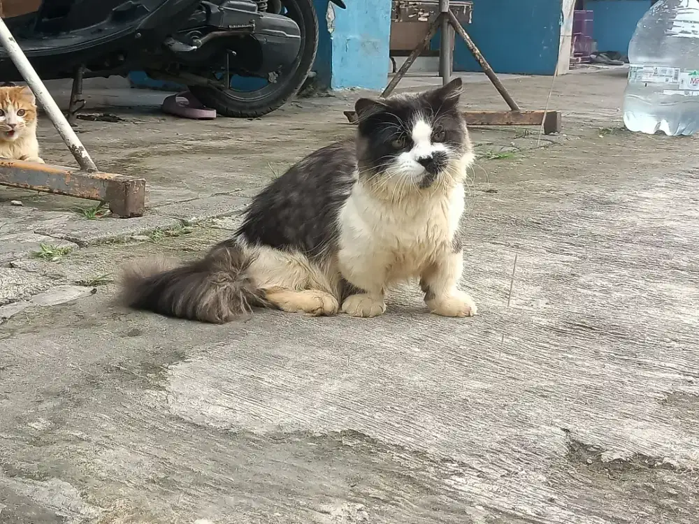 Kitten Jantan Munchkin